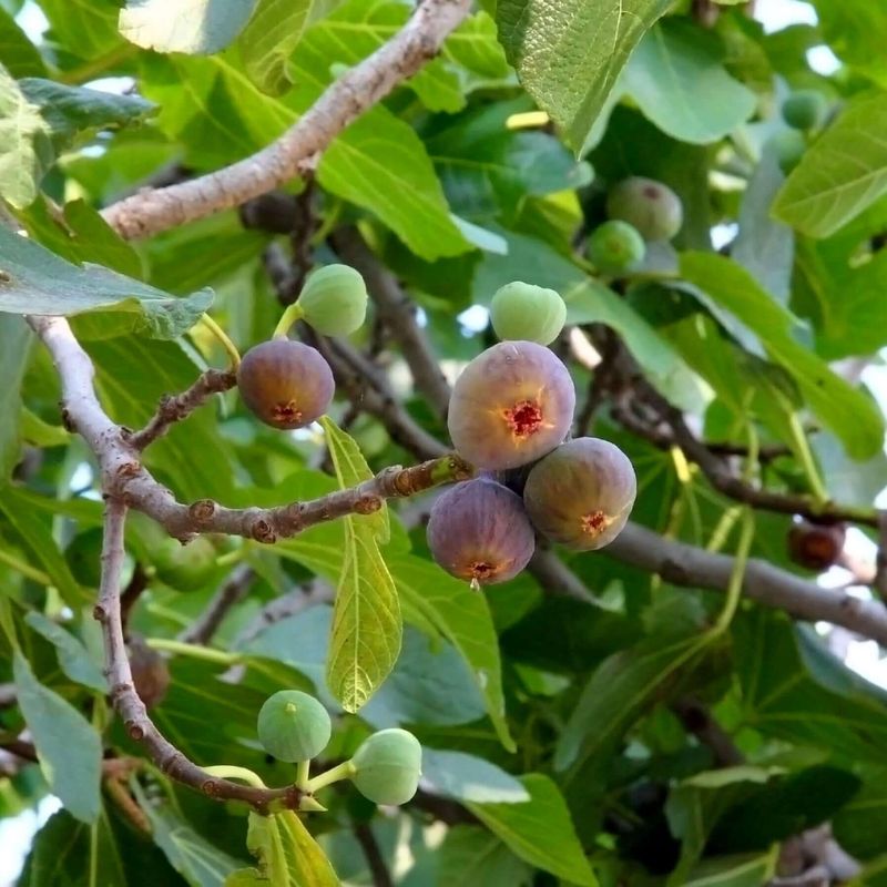 Figs (Ficus Carica)