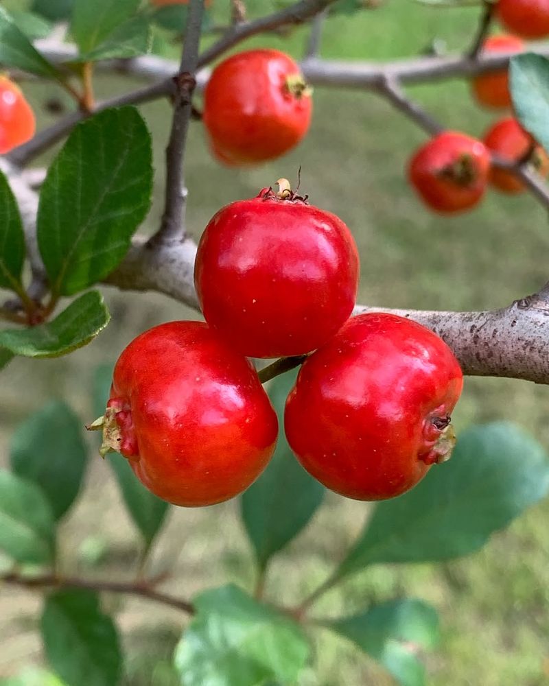 Fill Open Spaces With Productive Mayhaws
