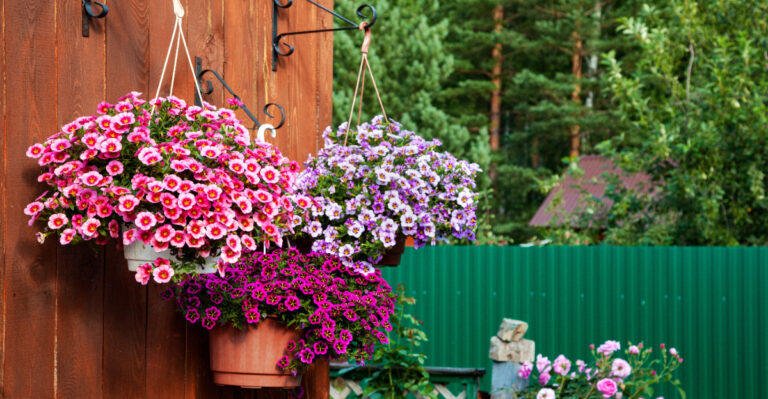 calibrachoa baskets