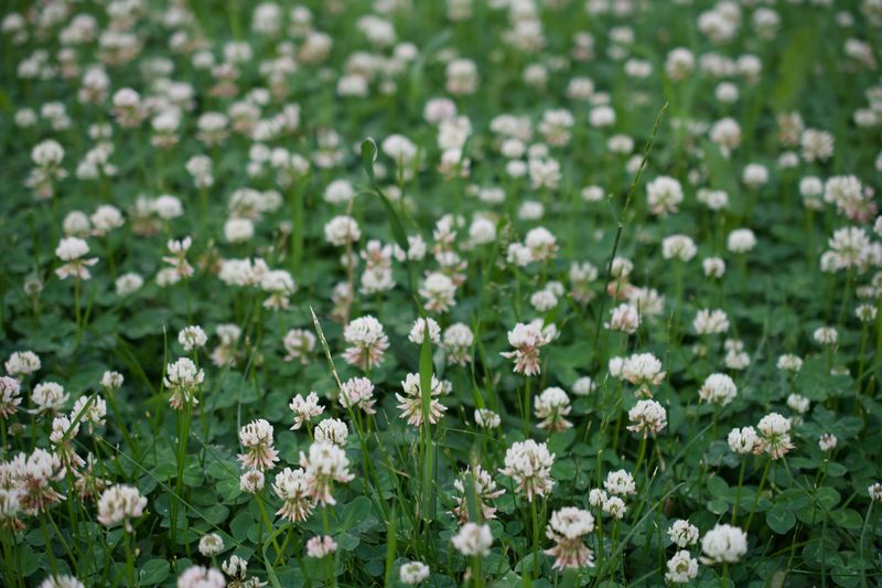 Fills Bare Lawn Patches On Its Own Fills Bare Lawn Patches On Its Own