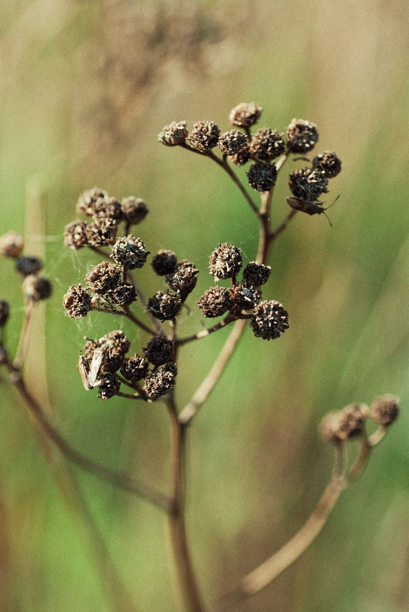 Final Seed Heads Feed The Plant's Return Final Seed Heads Feed The Plant's Return