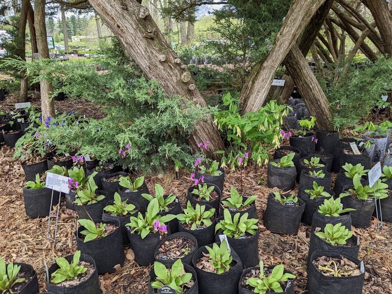 Find Ohio Native Perennials Trees And Shrubs In One Stop