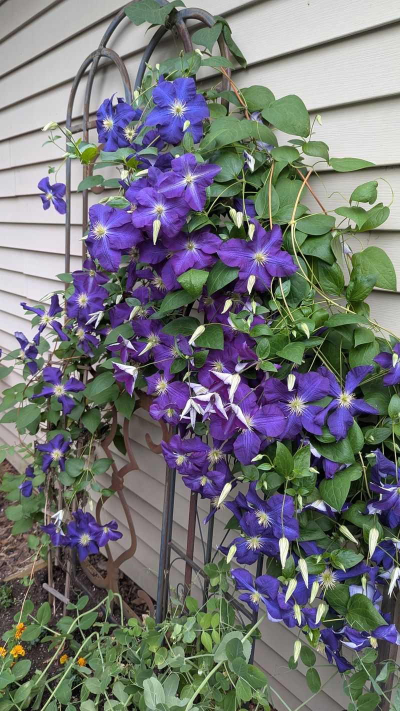 Find Out Which Pruning Group Your Clematis Belongs To Find Out Which Pruning Group Your Clematis Belongs To