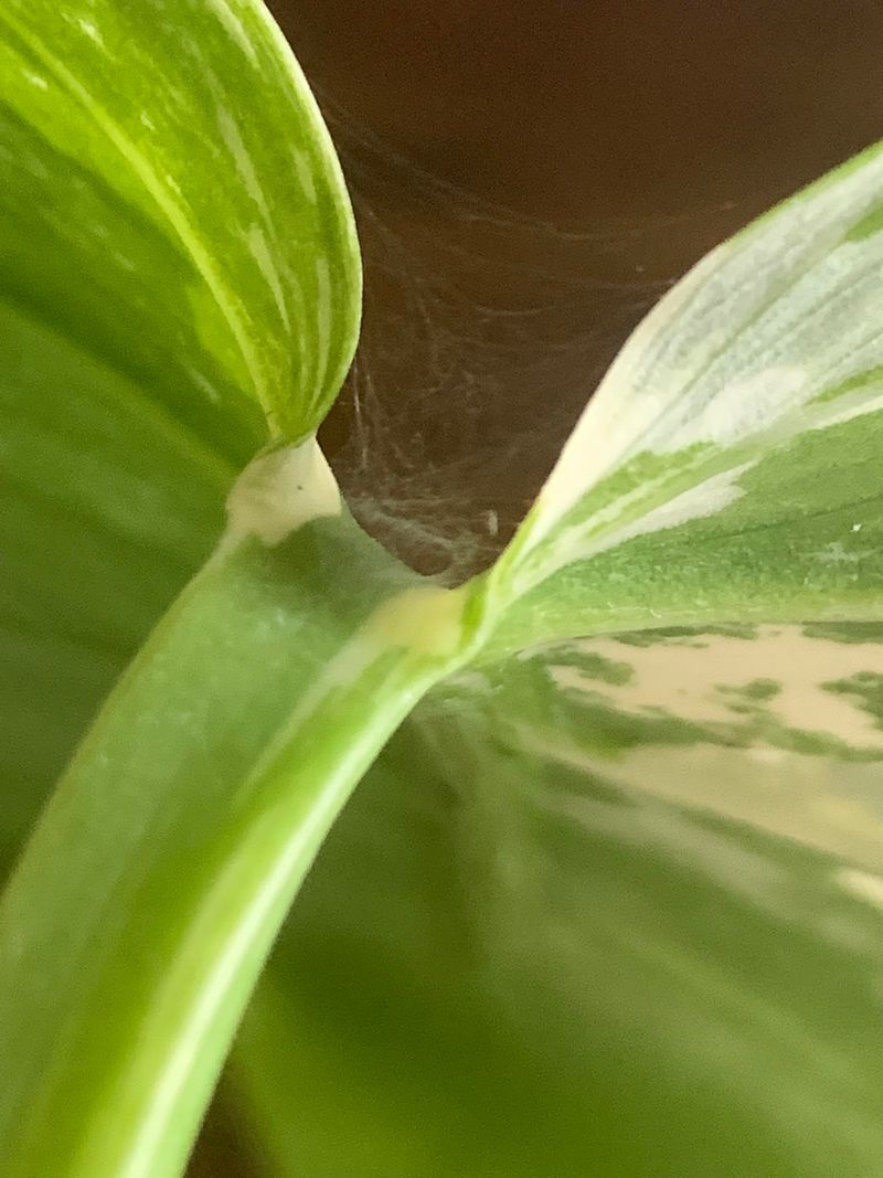 Fine Webbing Appears Under Foliage Fine Webbing Appears Under Foliage