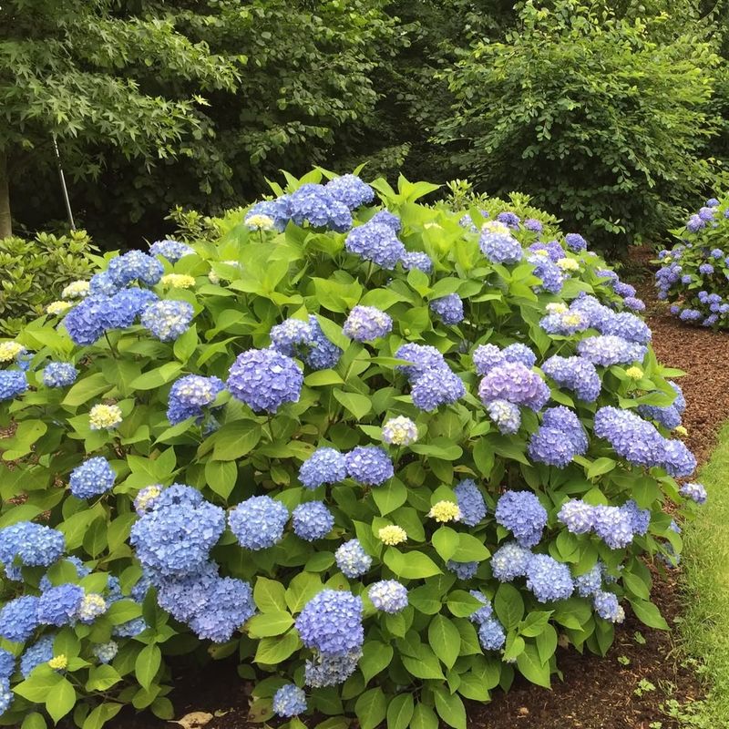 Finish With Mulch And A Gentle Watering