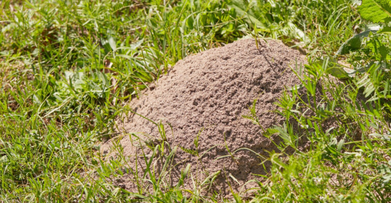 Fire Ant Mounds Keep Showing Up Across Missouri For Reasons You Have Not Considered Yet