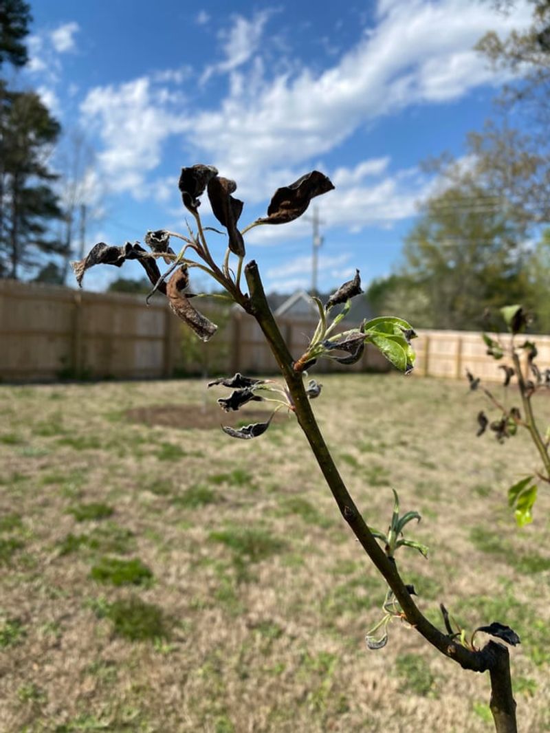 Fire Blight Can Move Fast Through Young Apple Growth Fire Blight Can Move Fast Through Young Apple Growth