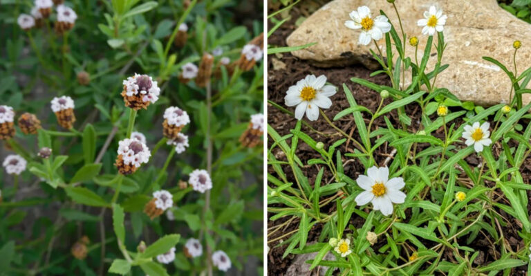 frogfruit and black footed daisy