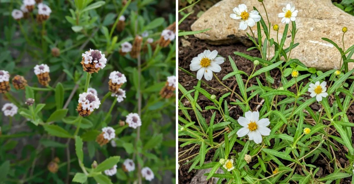 frogfruit and black footed daisy