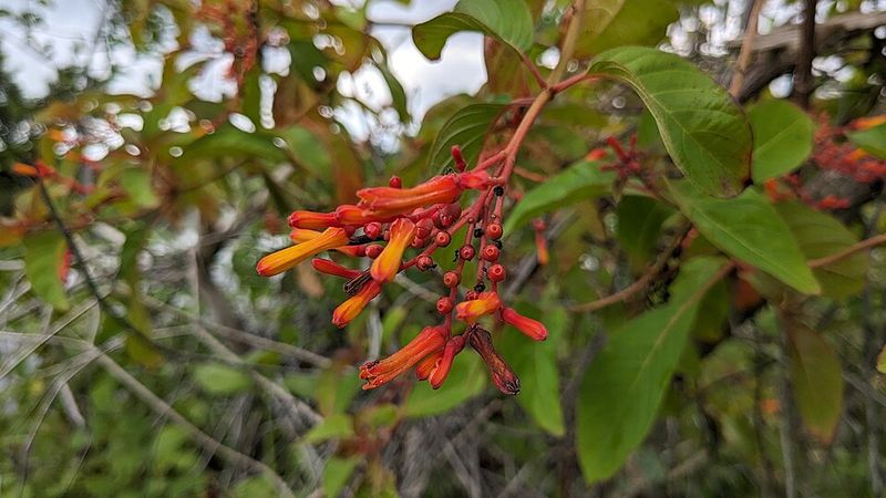 Firebush Adds Fast Color Where Bamboo Would Be Too Much