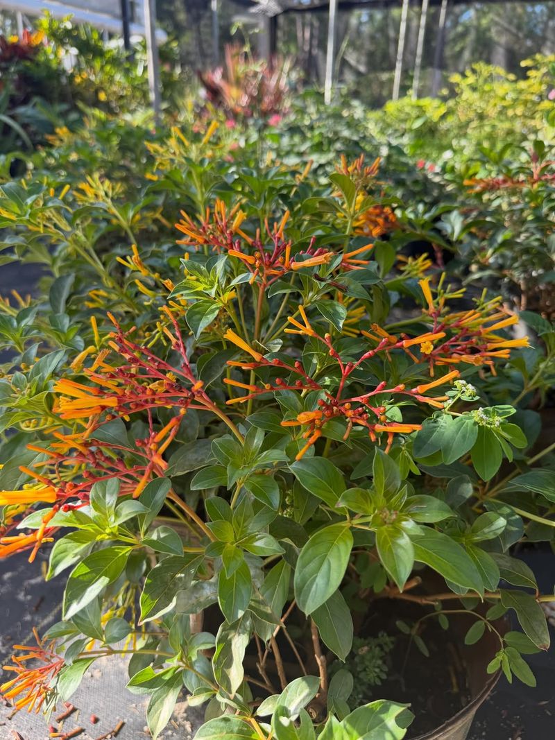Firebush Attracts Pollinators Year-Round Firebush Attracts Pollinators Year-Round