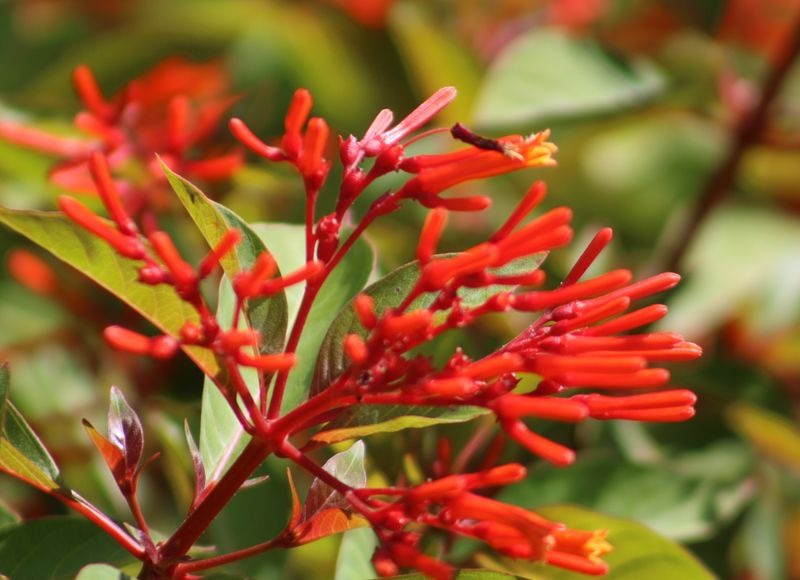 Firebush Brings Color, Nectar, And Loose Screening Firebush Brings Color, Nectar, And Loose Screening