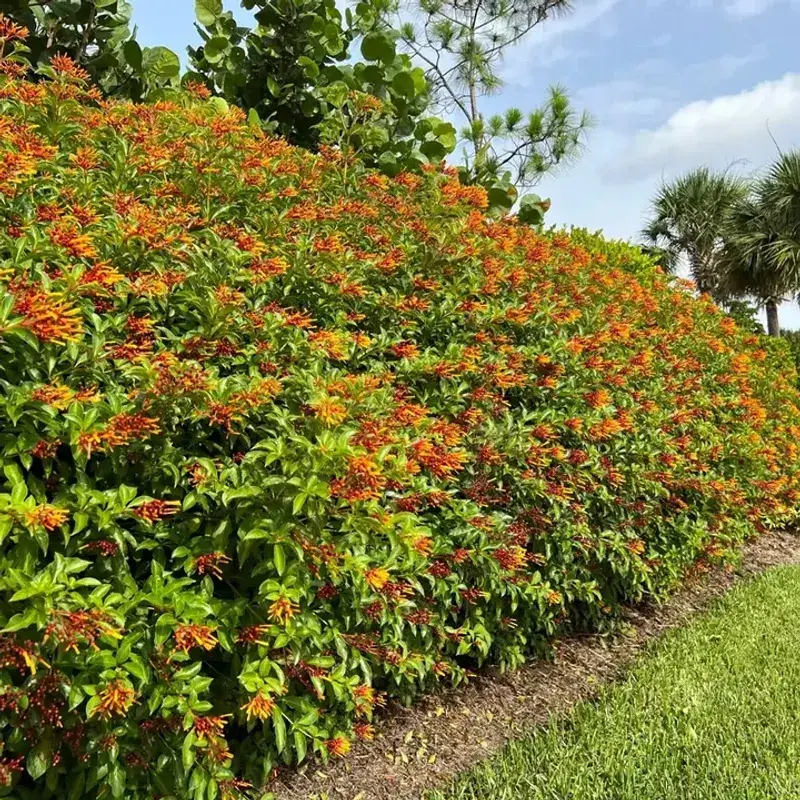 Firebush Brings Color Through Florida Heat Firebush Brings Color Through Florida Heat