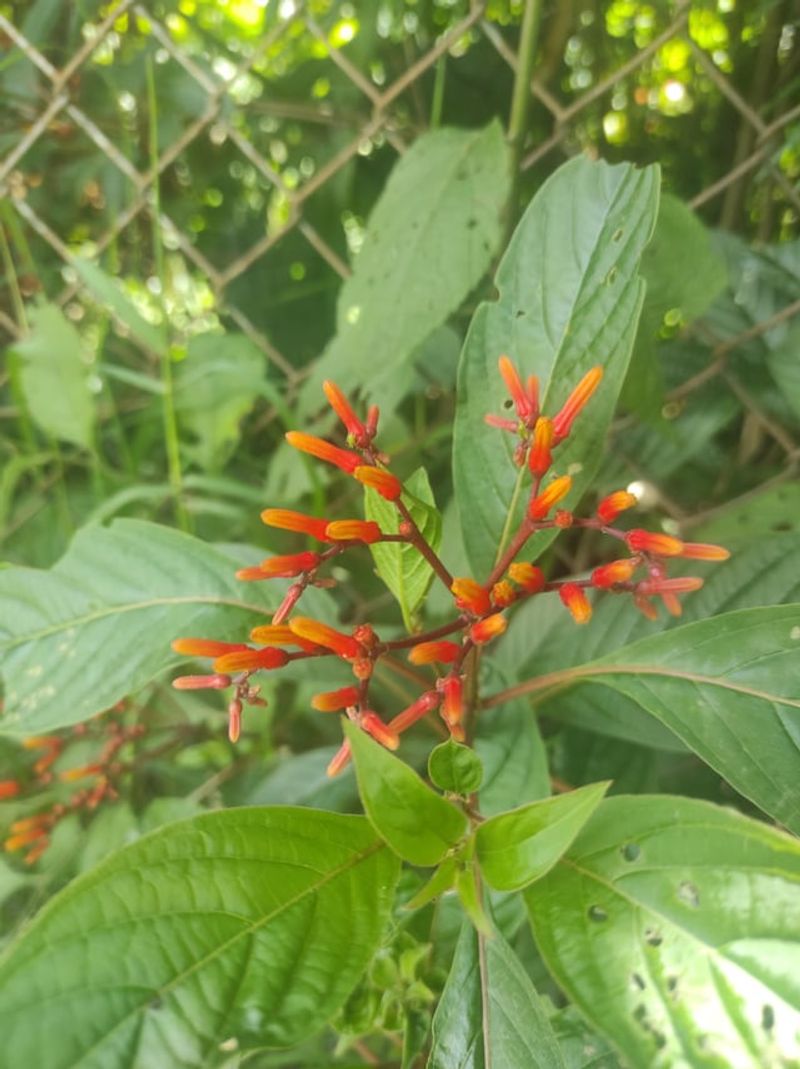 Firebush Brings Color Without Fussing