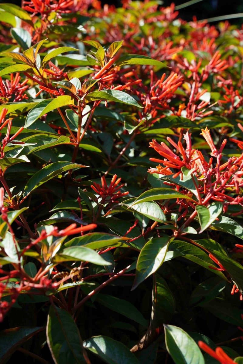 Firebush Brings Insects And Perches Lizards Can Use