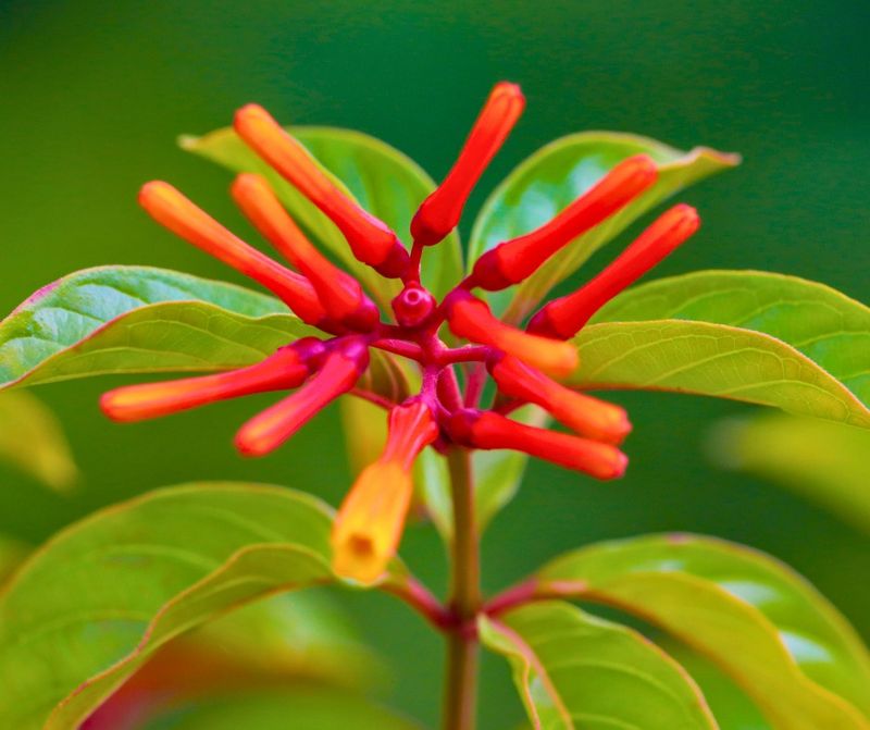 Firebush Brings Red Summer Color