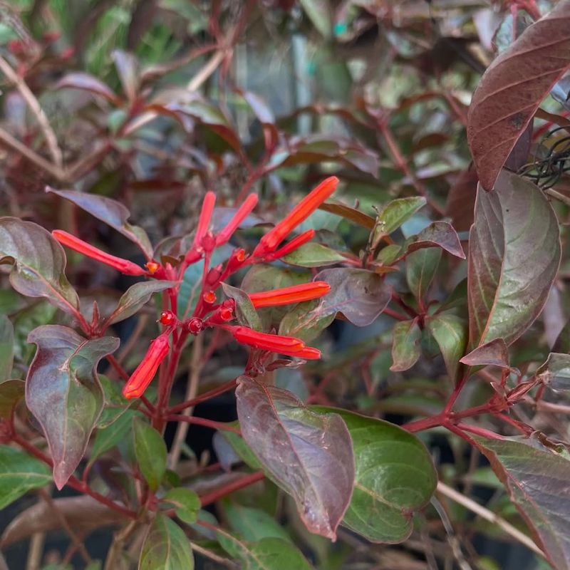Firebush Brings Summer Color But Needs Cold-Snap Nuance Firebush Brings Summer Color But Needs Cold-Snap Nuance