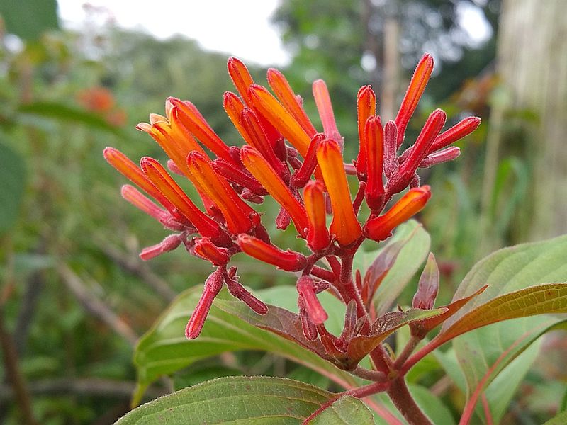 Firebush Creates Loose Cover With Nectar And Berries Firebush Creates Loose Cover With Nectar And Berries