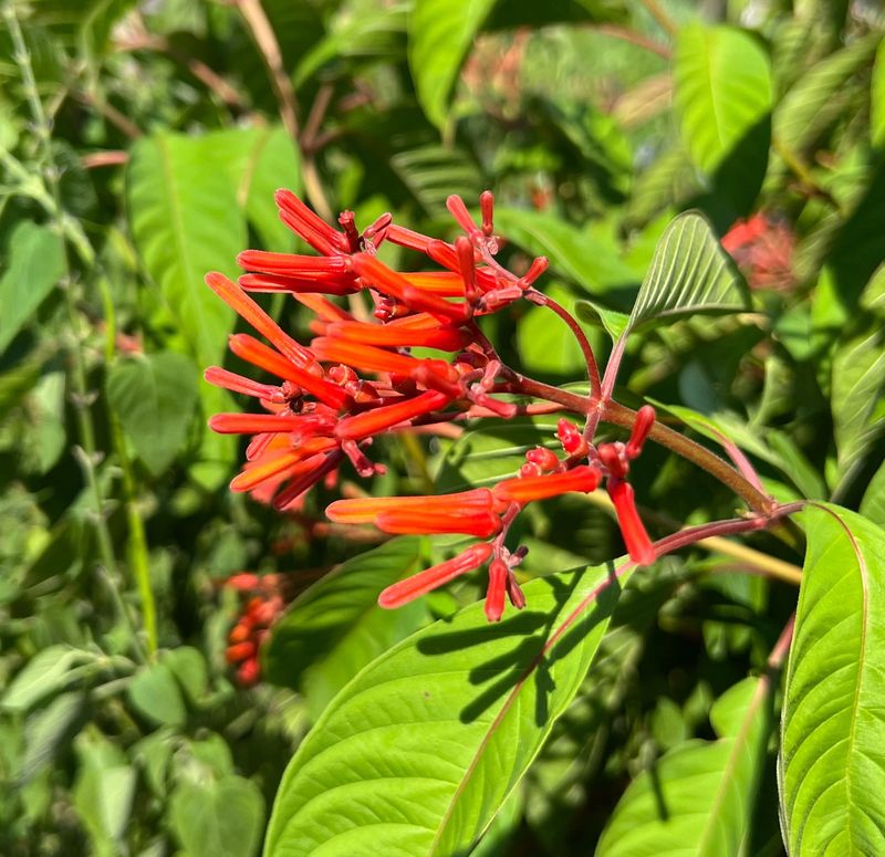 Firebush Pushes Out Fresh Growth After Summer Storms