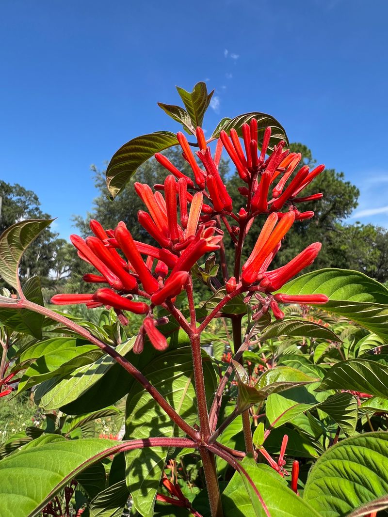 Firebush Rebounds Fast In Warm Summer Weather Firebush Rebounds Fast In Warm Summer Weather