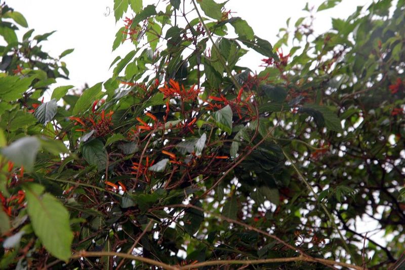Firebush Replaces Flashy Invasives With Nectar And Berries Firebush Replaces Flashy Invasives With Nectar And Berries