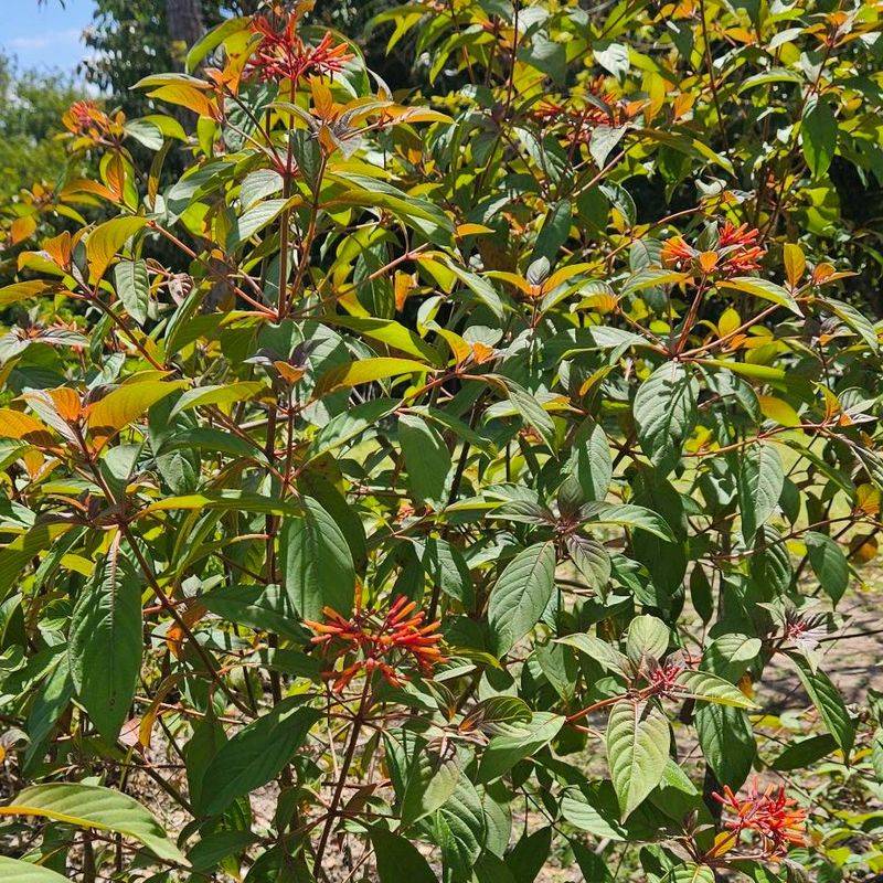 Firebush Supports Wildlife Without Creating Tick Friendly Thickets Firebush Supports Wildlife Without Creating Tick Friendly Thickets