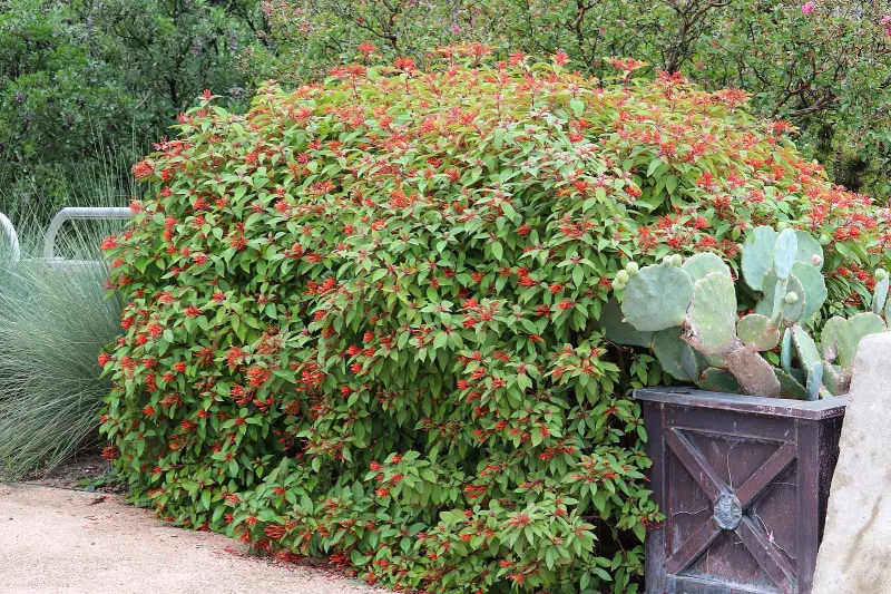 Firebush Turns Peak Summer Heat Into Hummingbird Color Firebush Turns Peak Summer Heat Into Hummingbird Color