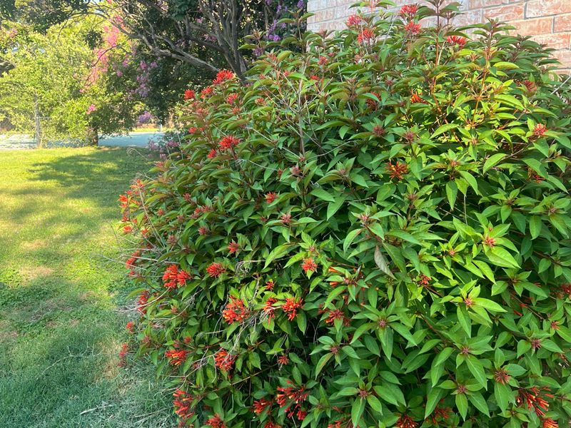 Firebush Turns Rainy Season Into A Growth Spurt Firebush Turns Rainy Season Into A Growth Spurt