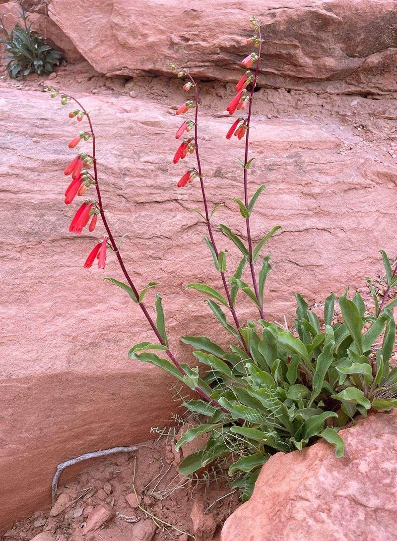 Firecracker Penstemon Stands Out In Low-Water Gardens