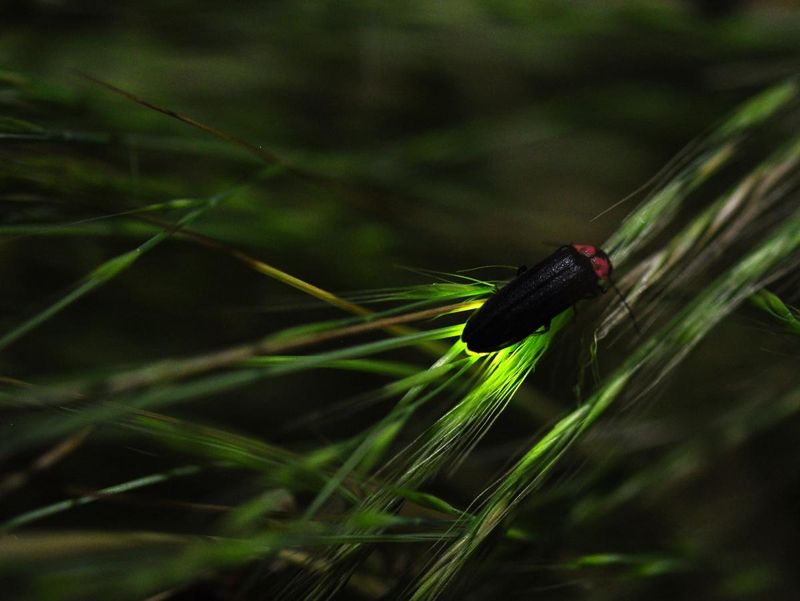 Firefly Eggs Need Moist Ground More Than Bare Mulch Firefly Eggs Need Moist Ground More Than Bare Mulch