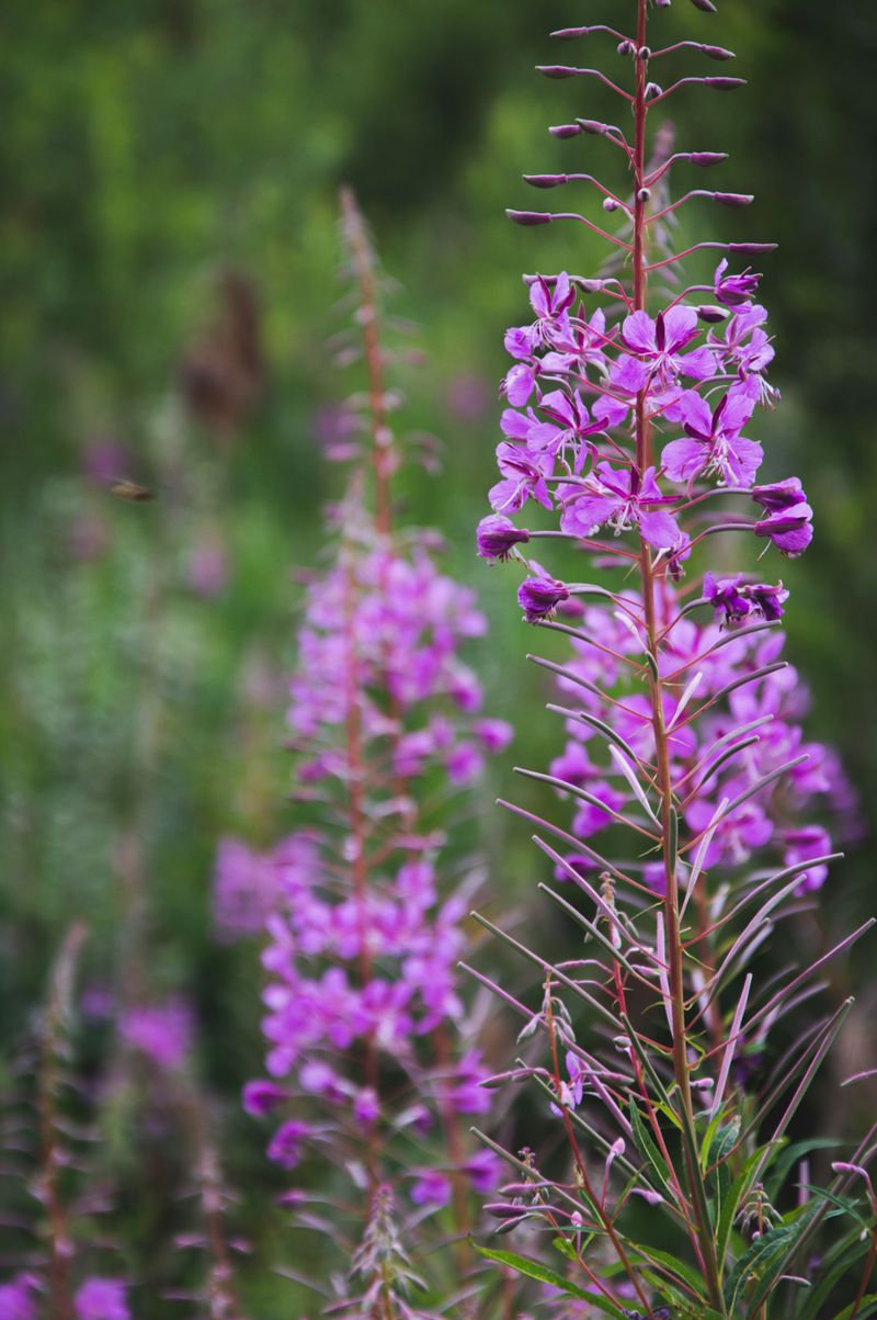 Fireweed Fireweed