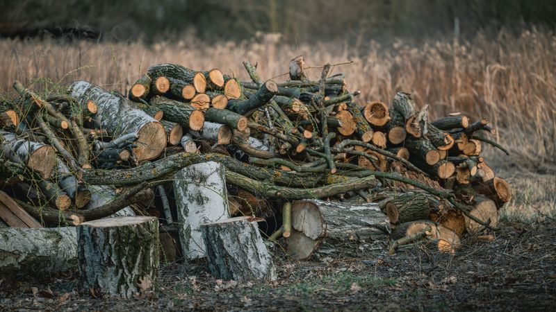 Firewood And Brush Piles