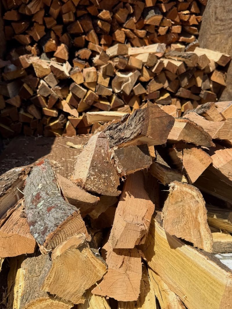 Firewood Can Move Oak Wilt To New Areas