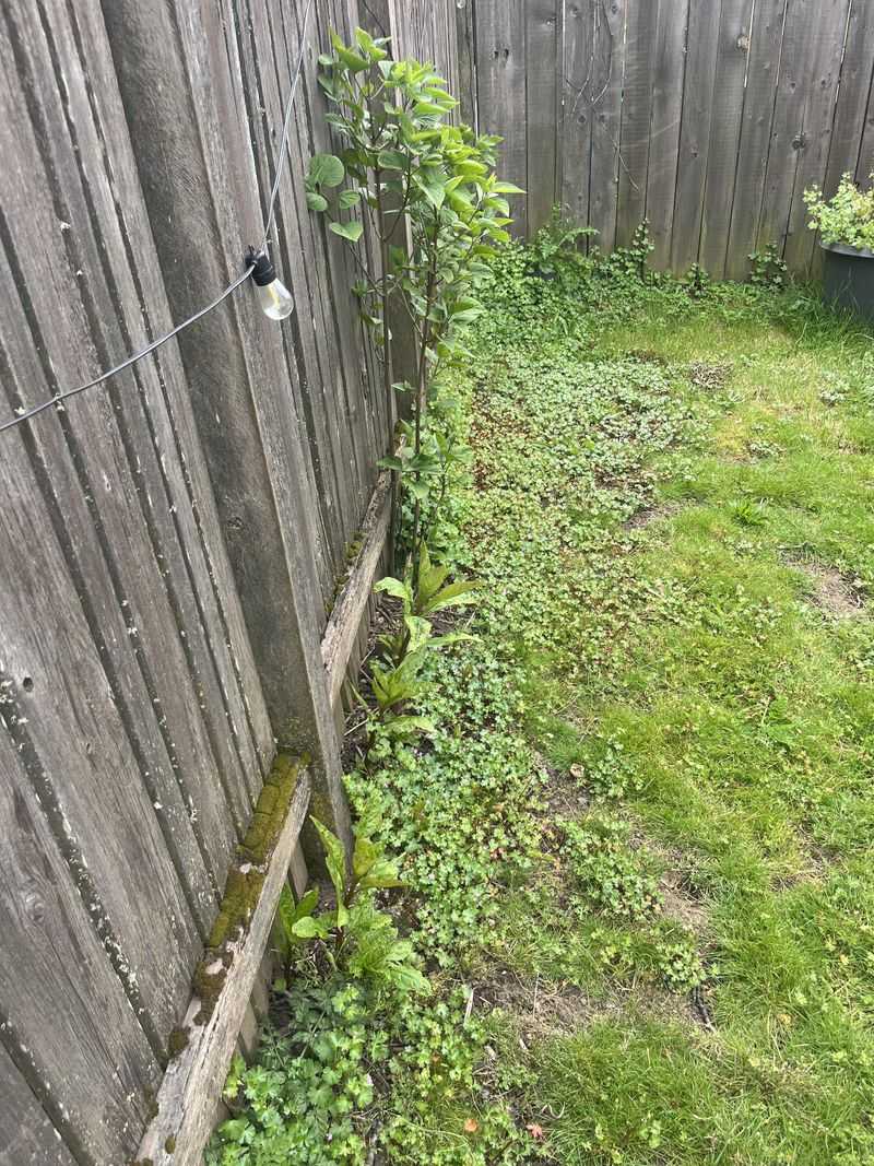First Confirm The Plant Is Actually Invasive First Confirm The Plant Is Actually Invasive