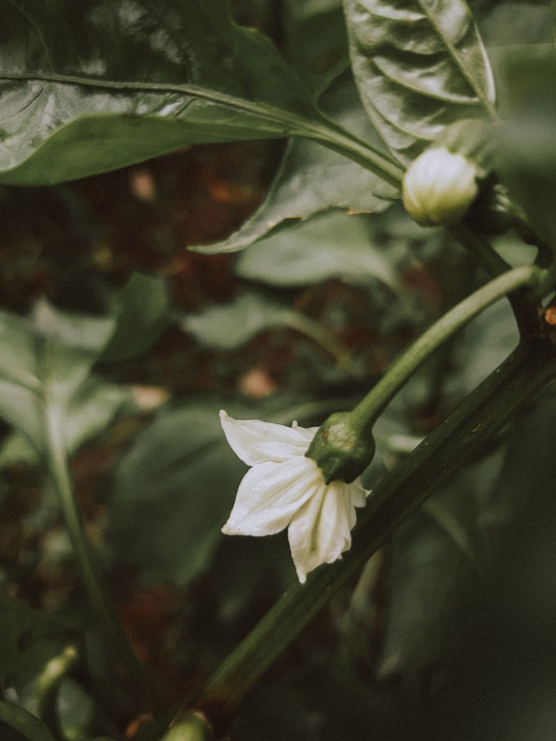 First Flush Blooms Drop Naturally At First