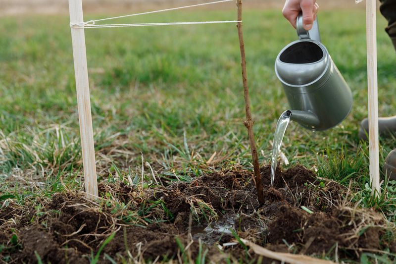 First-Season Watering And Care