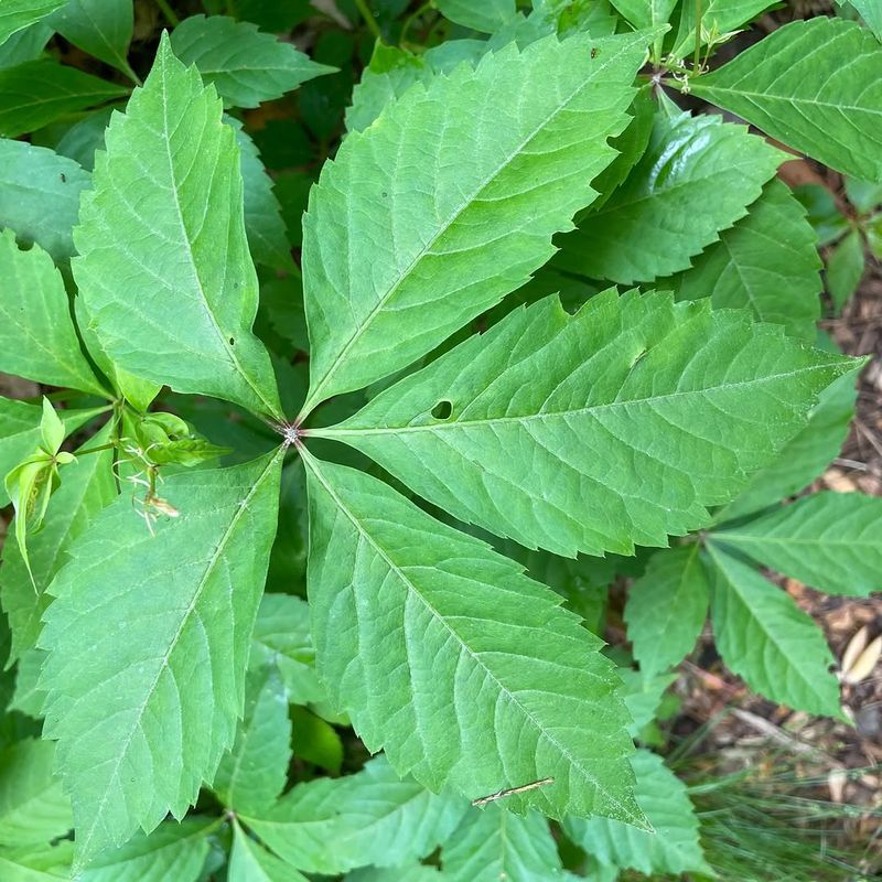 Five Leaflets Help Virginia Creeper Stand Out Five Leaflets Help Virginia Creeper Stand Out