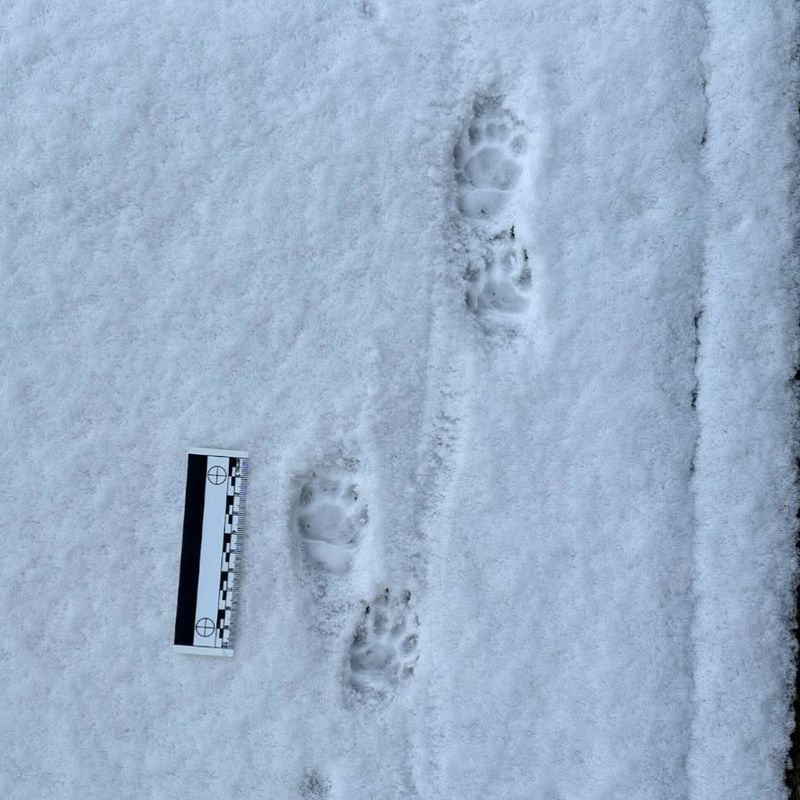 Five-Toed Tracks