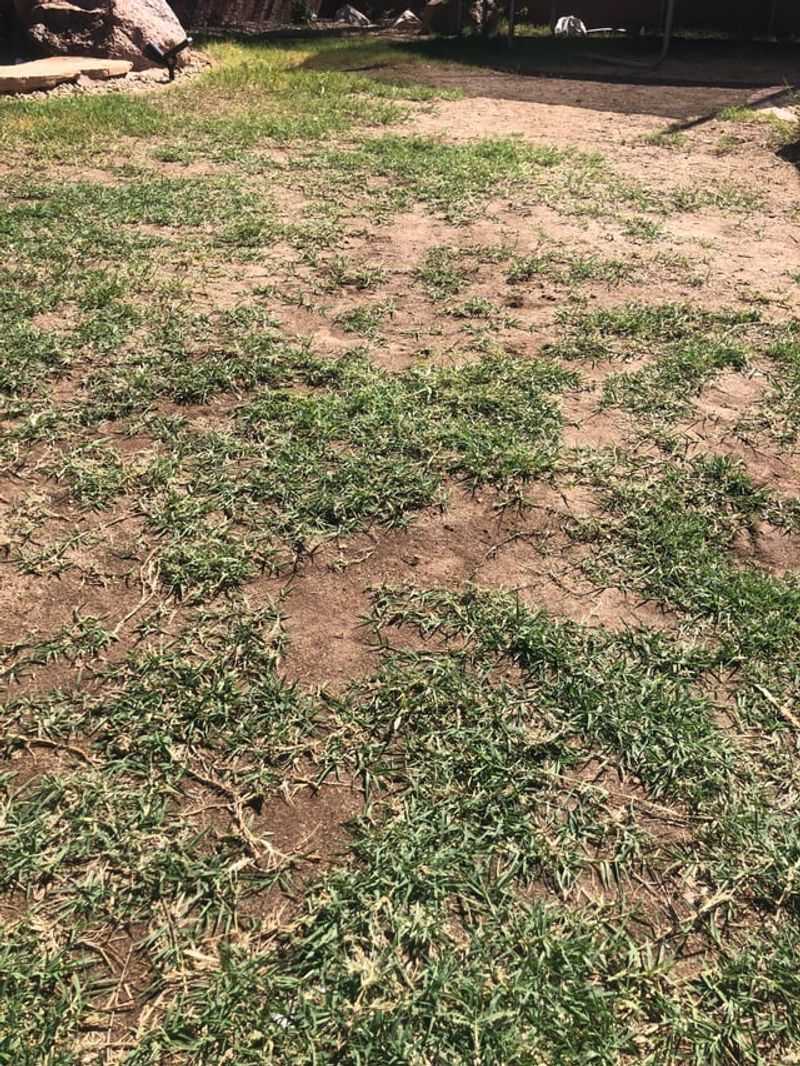 Fix Bare Spots Before Weeds Take Over