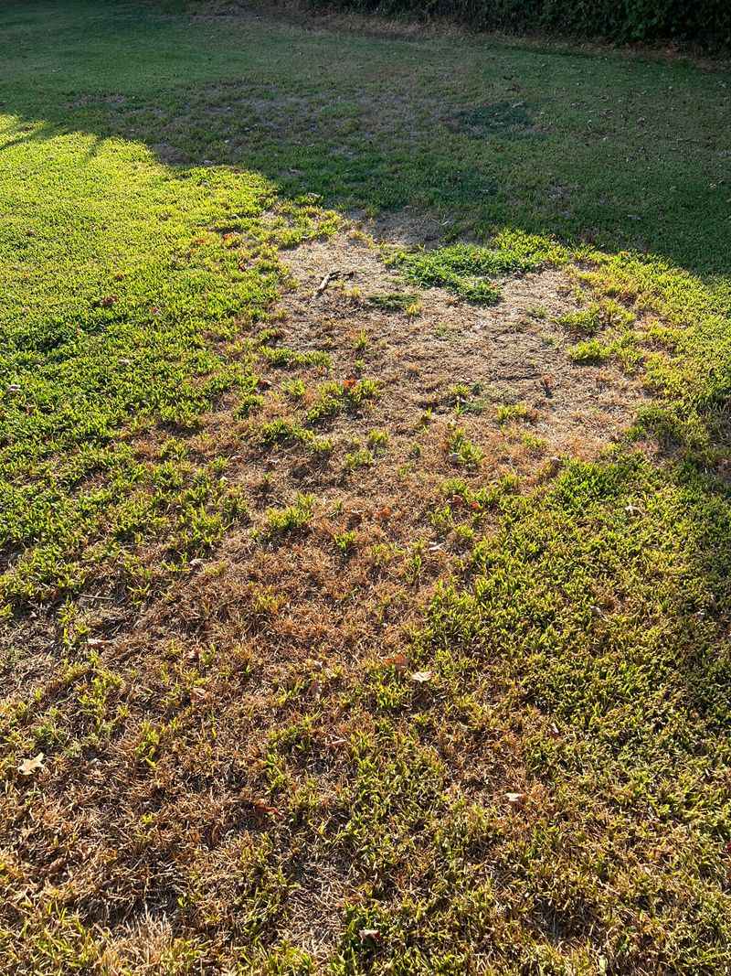Fix Overwatering Before Thatch Builds Again