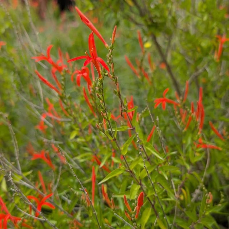 Flame Acanthus Flame Acanthus