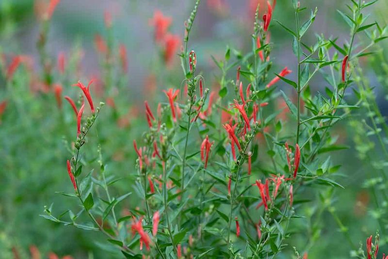 Flame Acanthus For Heat-Loving Color Flame Acanthus For Heat-Loving Color