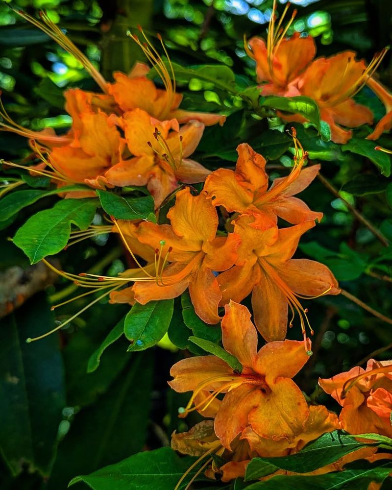 Flame Azalea Flame Azalea