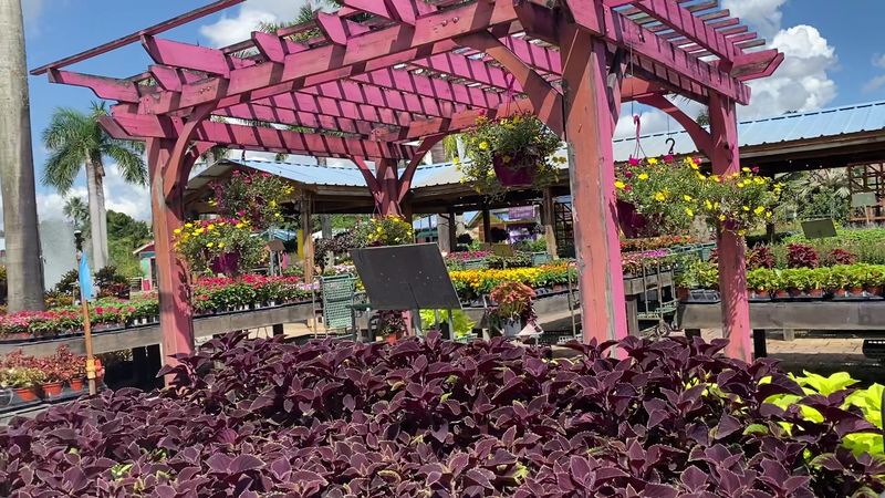 Flamingo Road Nursery Gives Summer Plant Shopping A Full Garden-Center Feel
