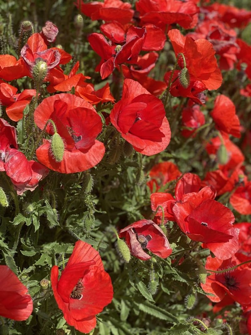 Flanders Poppies Bring Back Red Blooms Naturally