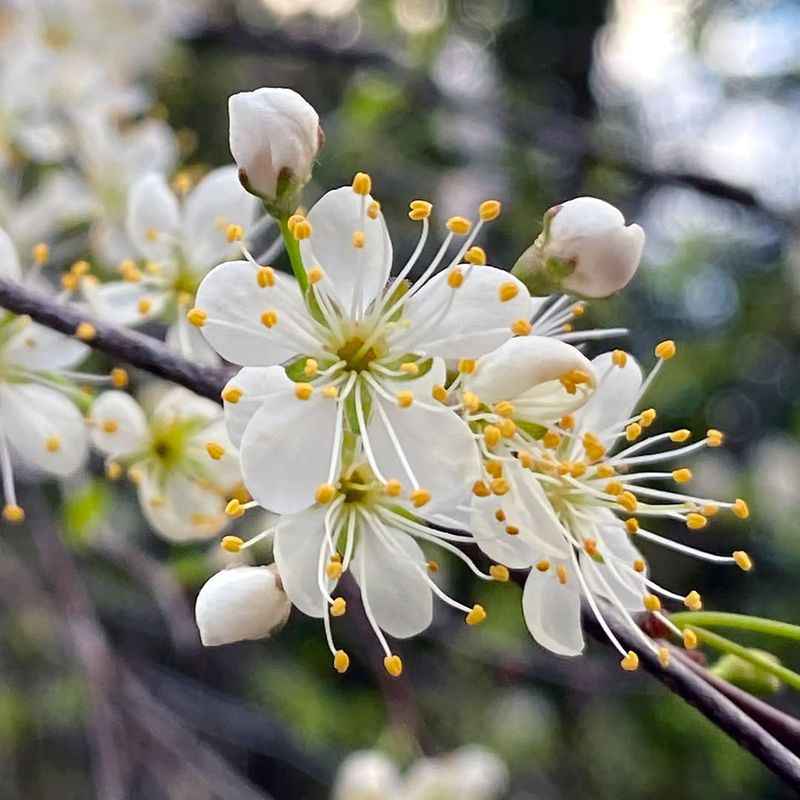 Flatwoods Plum Fits Sunny Edges With A Natural Look