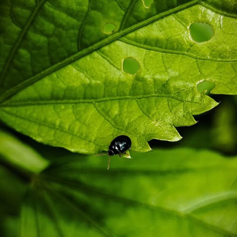 Flea Beetles Leave Tiny Holes Across Young Leaves