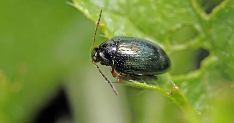 Flea Beetles Leave Tiny Shot-Hole Damage Flea Beetles Leave Tiny Shot-Hole Damage