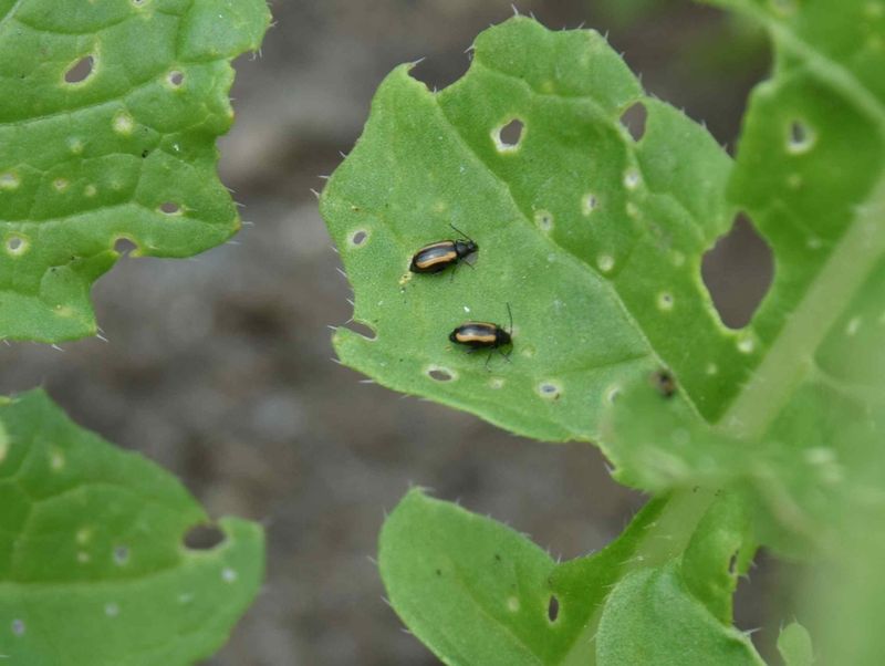 Flea Beetles Need Early Attention