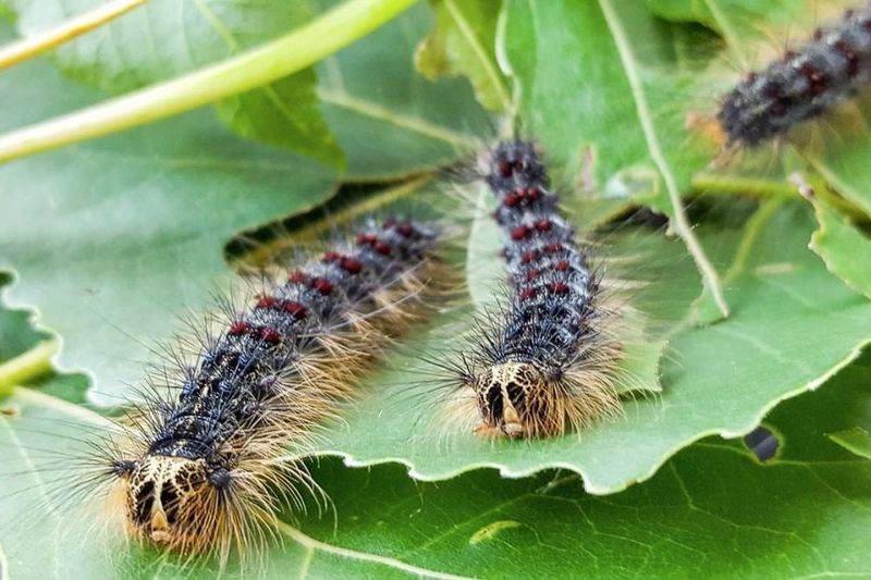 Flighted Spongy Moth Complex Raises Extra Concern